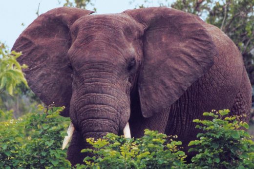 Kruger-Nationalpark/Südafrika –Elefant
